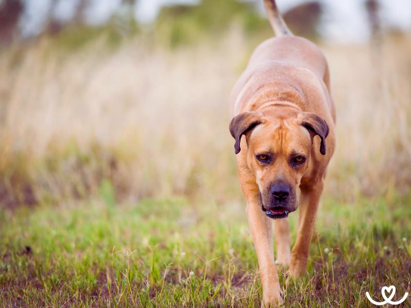 Plemeno-boerboel-bursky-buldok (2)